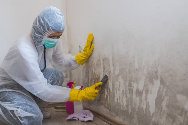 Best Crawl Space Mold Removal  in Zellwood, FL